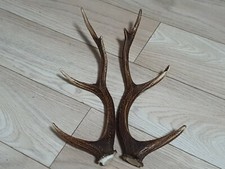  PAIR OF SIKA DEER ANTLERS