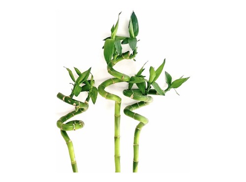 Lucky bamboo 40cm spiral - 3,