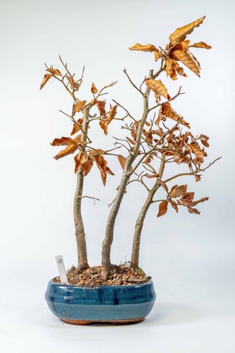 Beech forest bonsai - beech, shohin