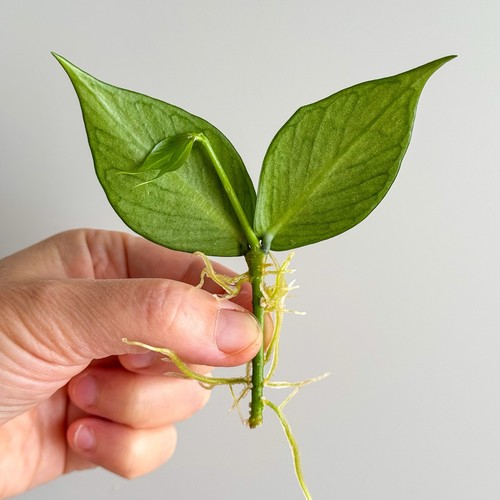 Hoya polyneura leaf - hoya,