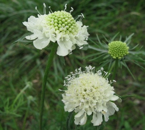 Scabiosa ochroleuca moon - ochroleuca, 'moon