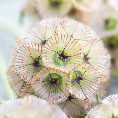 Scabiosa stellata ping - stellata, 'ping