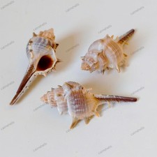 Rare Spined Murex Trapa