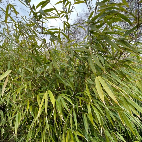 Fargesia robusta formidable - formidable, in