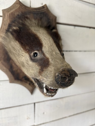 Victorian taxidermy badger - a,
