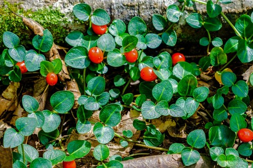 Partridge berry mitchella - 3,