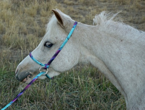 Halter all small miniature - all,