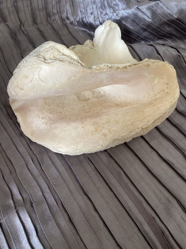 Big fossilised sea shell - fossilised,