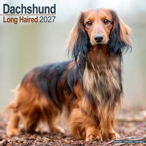Longhaired dachshund 2027 - longhaired,