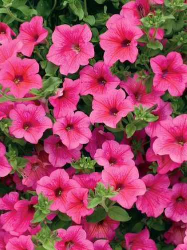 Trailing petunia surfinia - petunia,