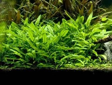 5 plants Cryptocoryne Lutea