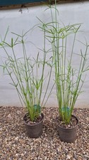 Large Cyperus alternifolius Umbrella Pond marginal Plant / House plant