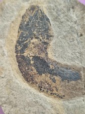 Fossil Fish - Permian - C