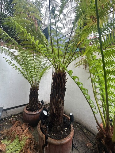 Dicksonia antartica tree fern - antartica,