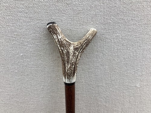 Red deer antler walking hazel - deer,