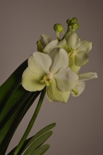 Tayanee White, Vanda Orchid
