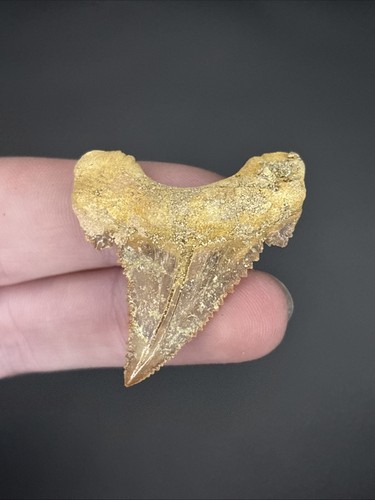 Palaeocarcharodon shark tooth - palaeocarcharodon,