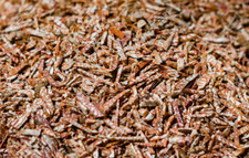 Betel Nut Sopari Shupari