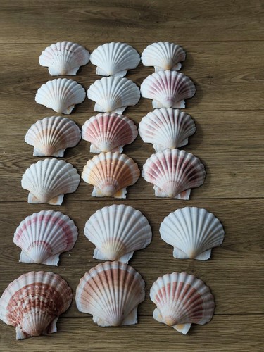 Natural scallop shells bulk - natural,