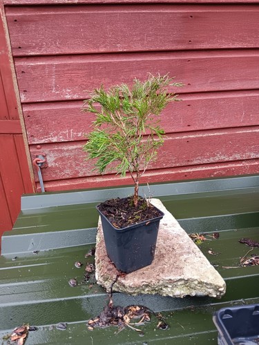 Juniper sabina 9cm - juniper,