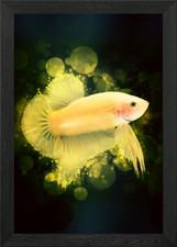 Betta Fish 1 Framed Wall Art