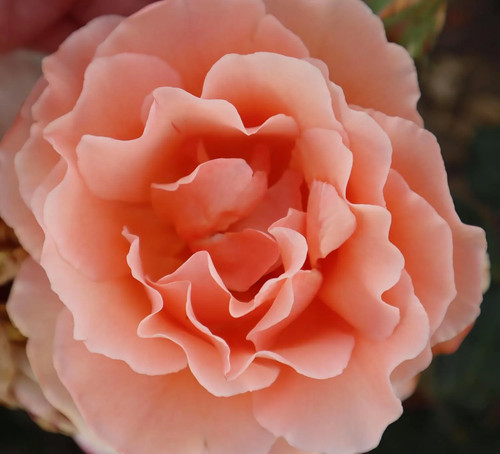 Sweet jessica potted standard - potted,