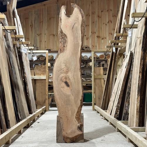 Holm oak plank board - holm,
