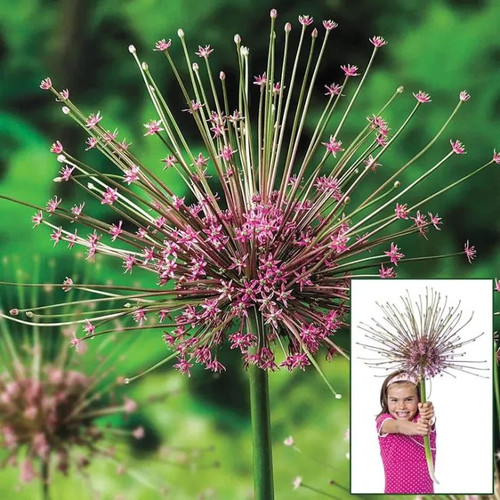 Giant allium schubertii - allium,