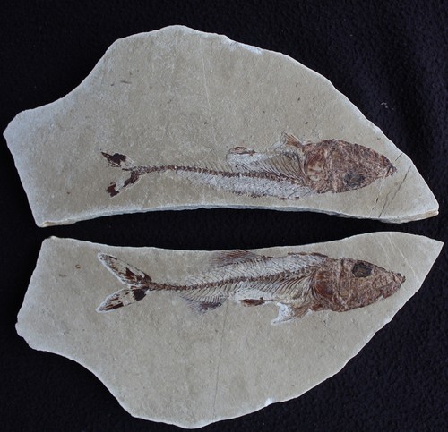 Spaniodon viper fish very - fish,