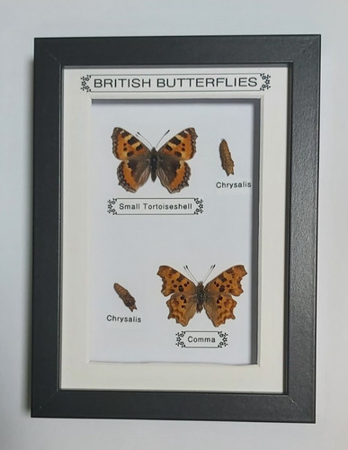 Taxidermy real framed british - real,