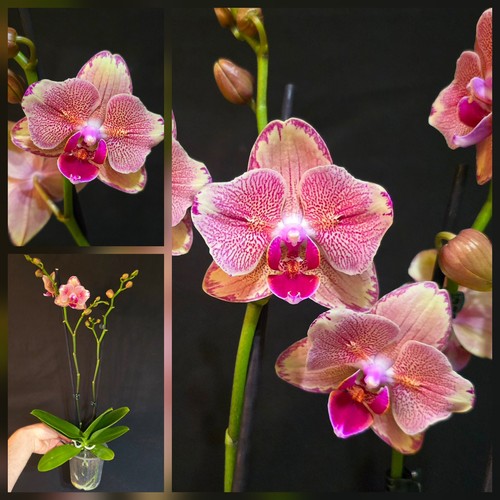 Rare phalaenopsis pirate - phalaenopsis,