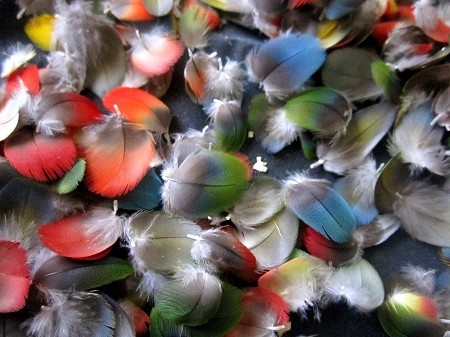 100 tiny multi colored - tiny, macaw
