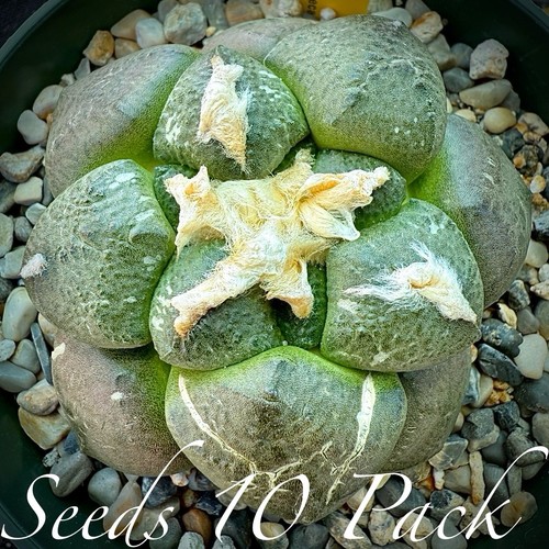 Pack rare seeds - pack,