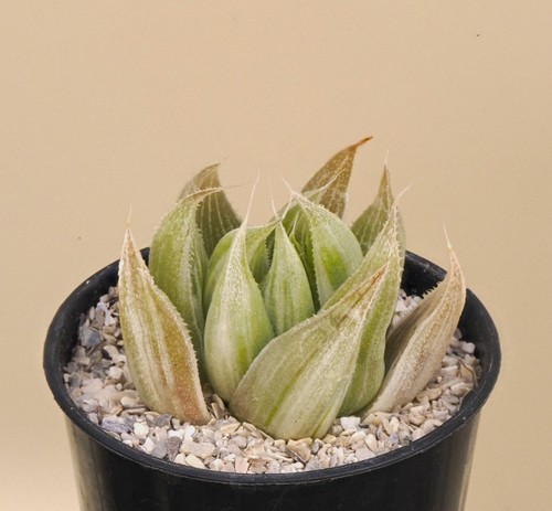 Haworthia cymbiformis grey - haworthia,