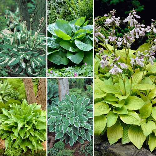 Hosta bare root - bare, plants