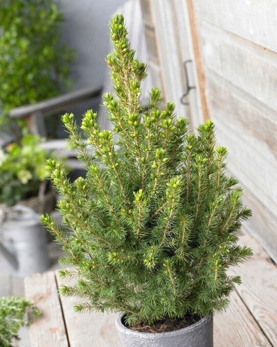 Christmas tree picea conica - christmas,