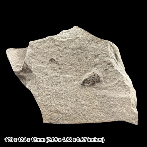 Jurassic fish skull - jurassic, fossil