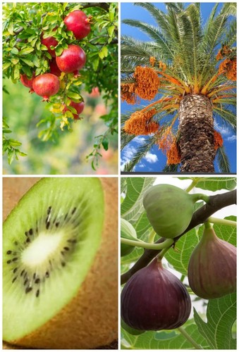 Fruit seeds pack kiwi - seeds, pack-