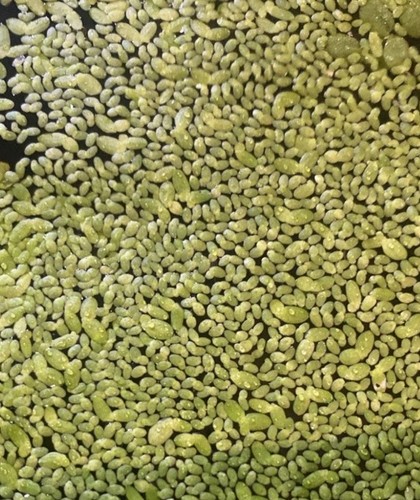 Duckweed floating plants