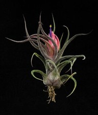 Tillandsia Pruinosa - Live air