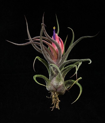 Tillandsia pruinosa live air - live,