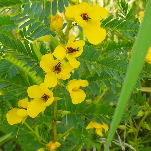 Partridge pea flower seeds - flower,