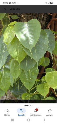 Ficus religoisa pipple peeple - ficus,