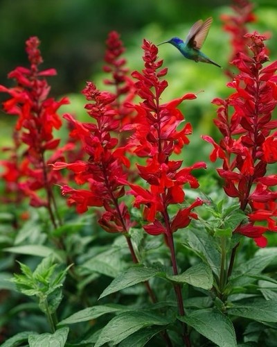 800 scarlet sage seeds - scarlet,