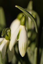 Galanthus 'Kildare' Snowdrop