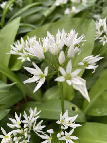 Allium ursinum wild - garlic, 15