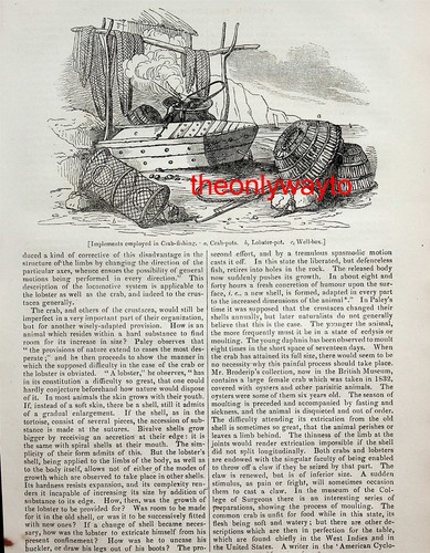 British crab fishing - british,