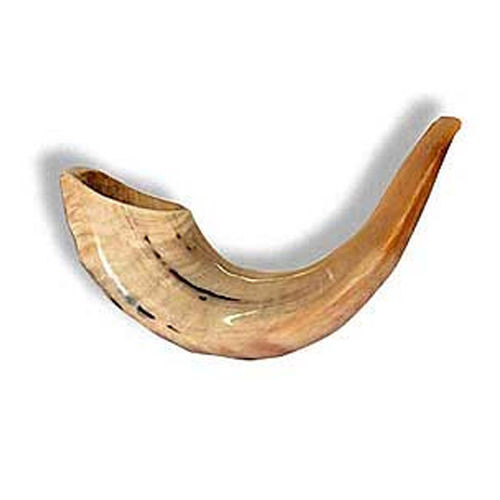 Shofar kosher ram - shofar, horn