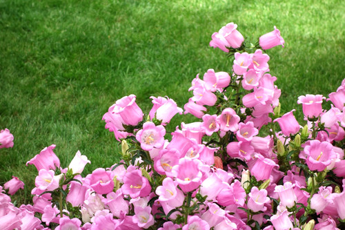 1000 campanula medium single - 1000,