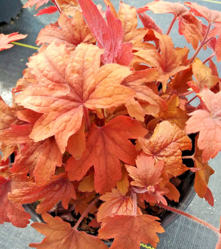 Heuchera fire red coral bells - fire,